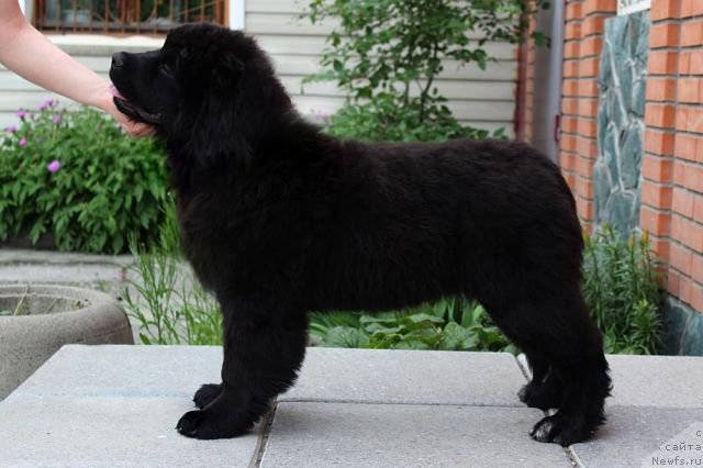 Фотография № 183635