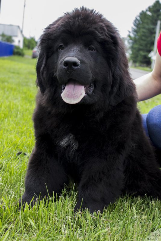 Фотография № 183637