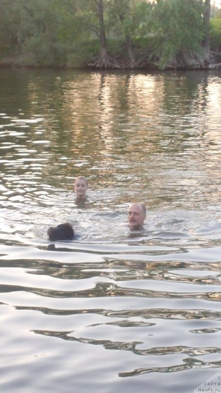 Фото: ньюфаундленд Vereskovyj Mjod s Berega Dona (Вересковый Мёд с Берега Дона)