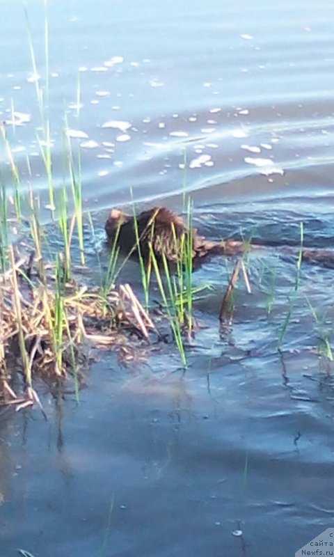 Фото: ньюфаундленд Vereskovyj Mjod s Berega Dona (Вересковый Мёд с Берега Дона)