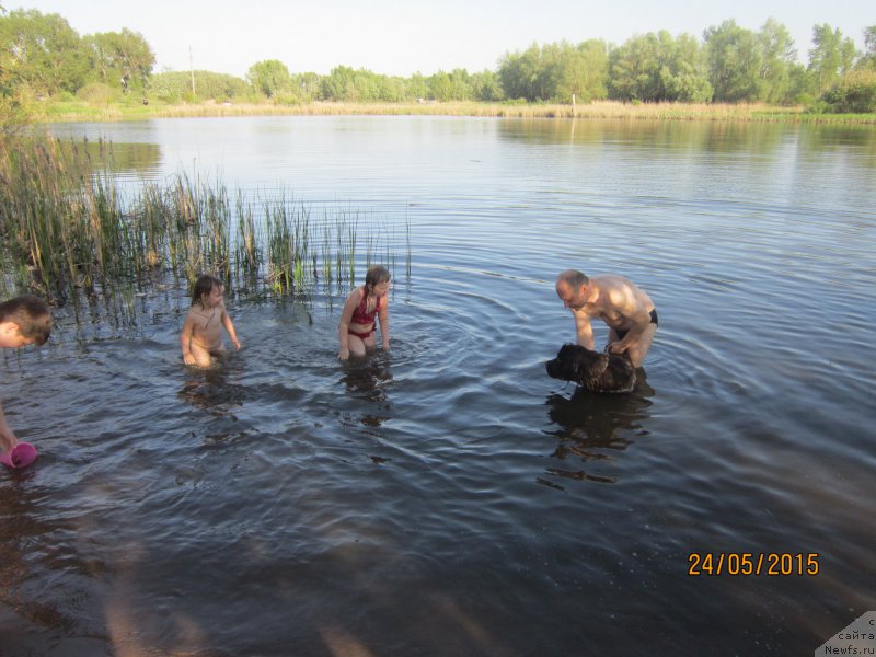 Фото: ньюфаундленд Vereskovyj Mjod s Berega Dona (Вересковый Мёд с Берега Дона)