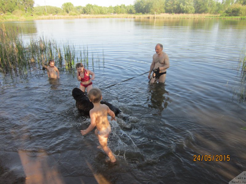 Фото: ньюфаундленд Vereskovyj Mjod s Berega Dona (Вересковый Мёд с Берега Дона)