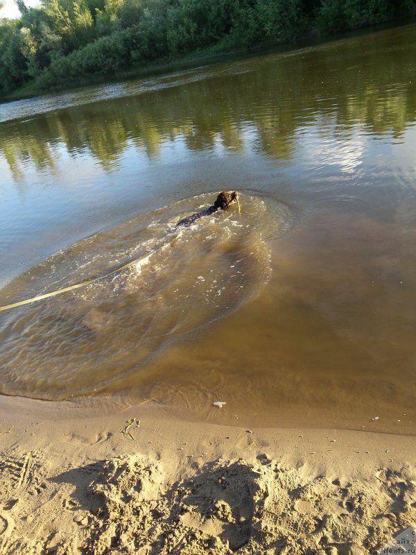 Фото: ньюфаундленд Vereskovyj Mjod s Berega Dona (Вересковый Мёд с Берега Дона)