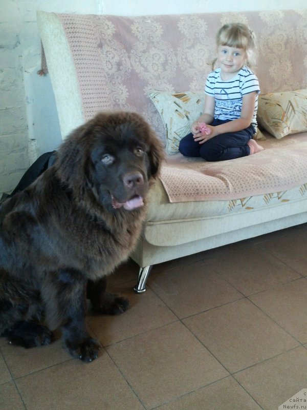 Фото: ньюфаундленд Vereskovyj Mjod s Berega Dona (Вересковый Мёд с Берега Дона)