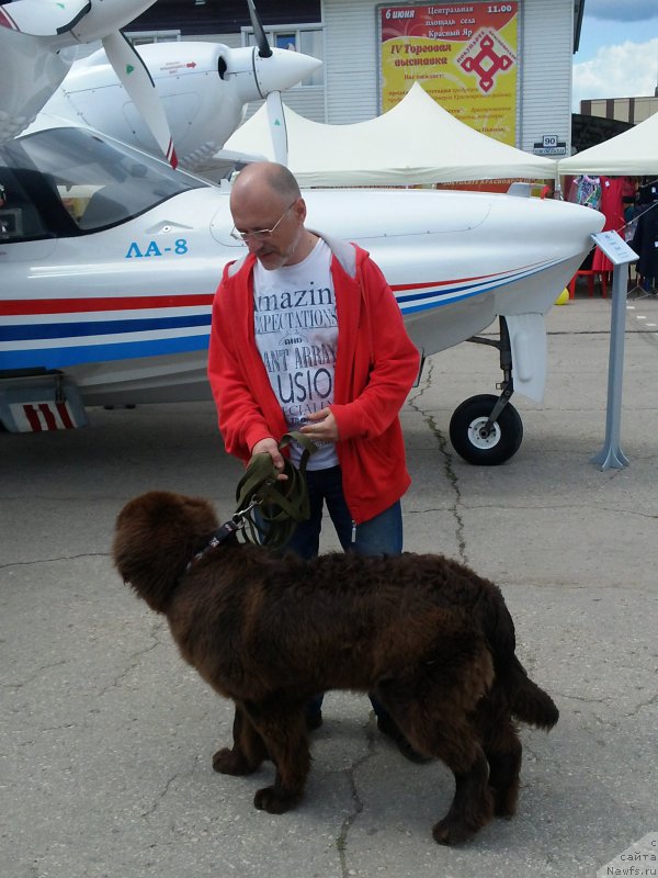 Фото: ньюфаундленд Vereskovyj Mjod s Berega Dona (Вересковый Мёд с Берега Дона)