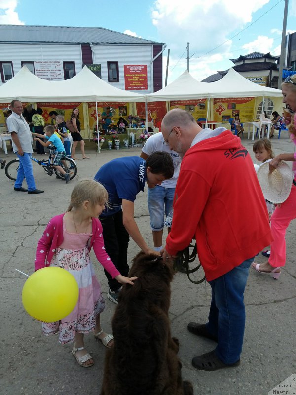 Фото: ньюфаундленд Vereskovyj Mjod s Berega Dona (Вересковый Мёд с Берега Дона)