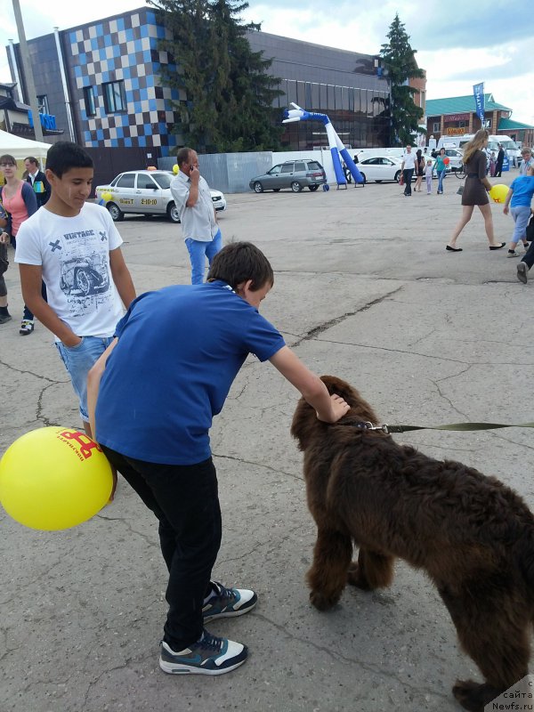 Фото: ньюфаундленд Vereskovyj Mjod s Berega Dona (Вересковый Мёд с Берега Дона)
