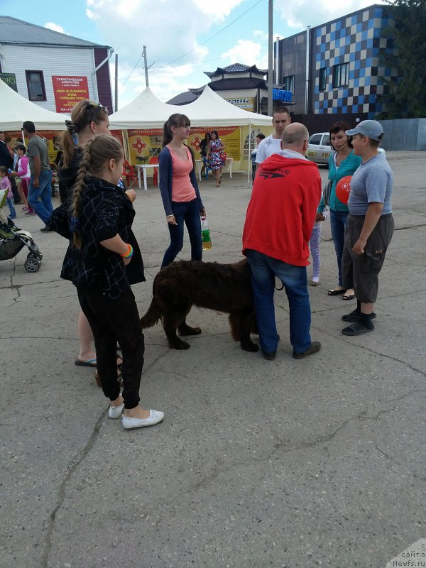 Фото: ньюфаундленд Vereskovyj Mjod s Berega Dona (Вересковый Мёд с Берега Дона)
