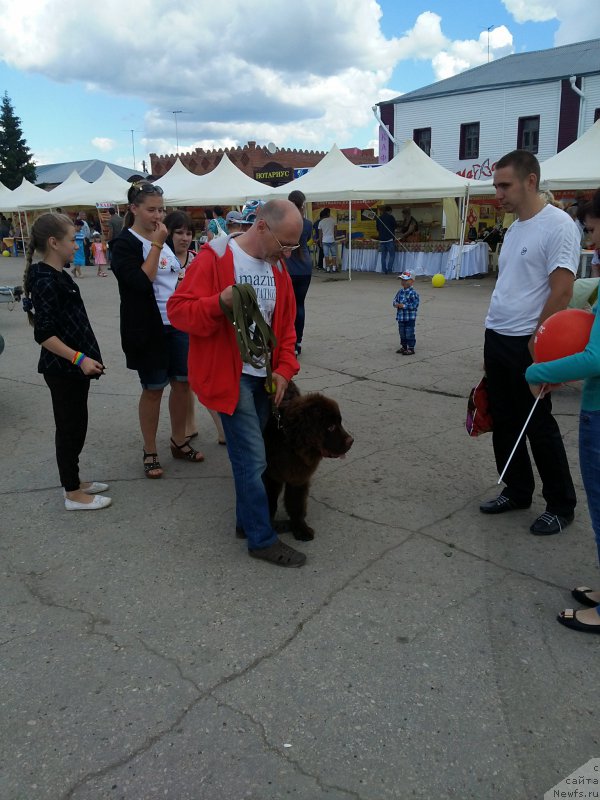 Фото: ньюфаундленд Vereskovyj Mjod s Berega Dona (Вересковый Мёд с Берега Дона)