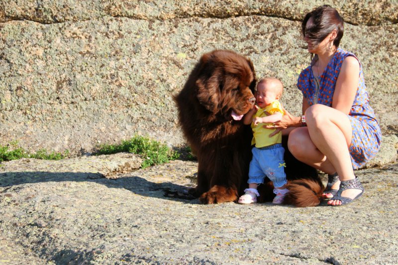 Фото: ньюфаундленд Fakturnyi Frukt s Berega Dona (Фактурный Фрукт с Берега Дона)