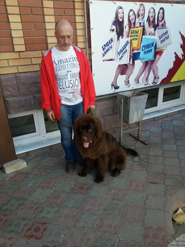 Фото: ньюфаундленд Vereskovyj Mjod s Berega Dona (Вересковый Мёд с Берега Дона)