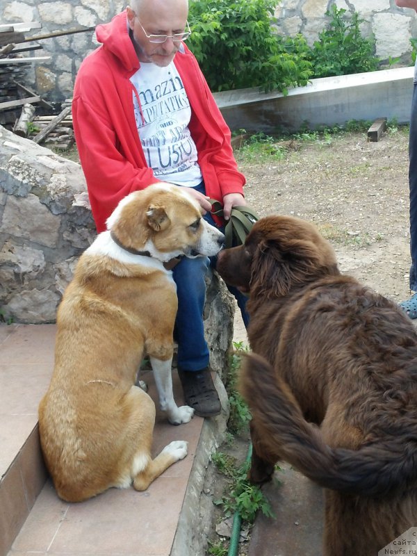 Фото: ньюфаундленд Vereskovyj Mjod s Berega Dona (Вересковый Мёд с Берега Дона)