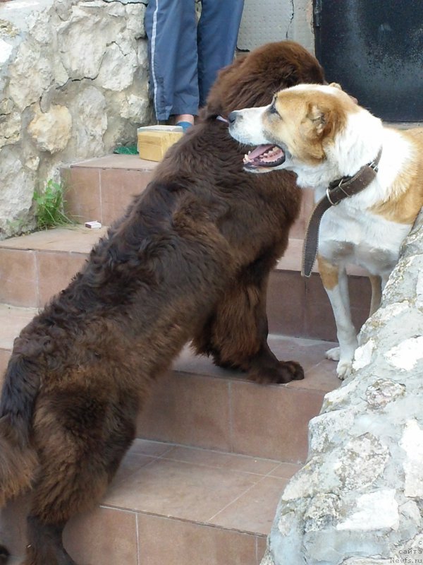 Фото: ньюфаундленд Vereskovyj Mjod s Berega Dona (Вересковый Мёд с Берега Дона)