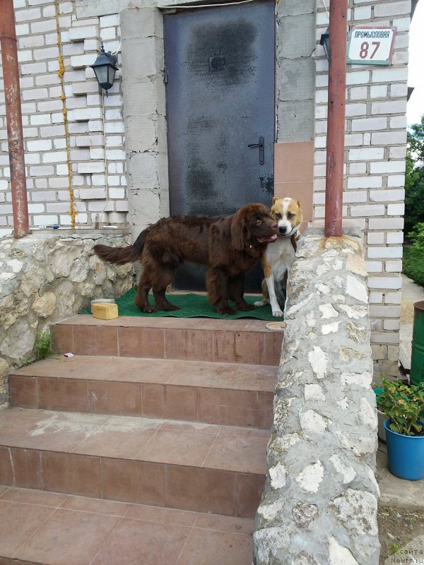 Фото: ньюфаундленд Vereskovyj Mjod s Berega Dona (Вересковый Мёд с Берега Дона)