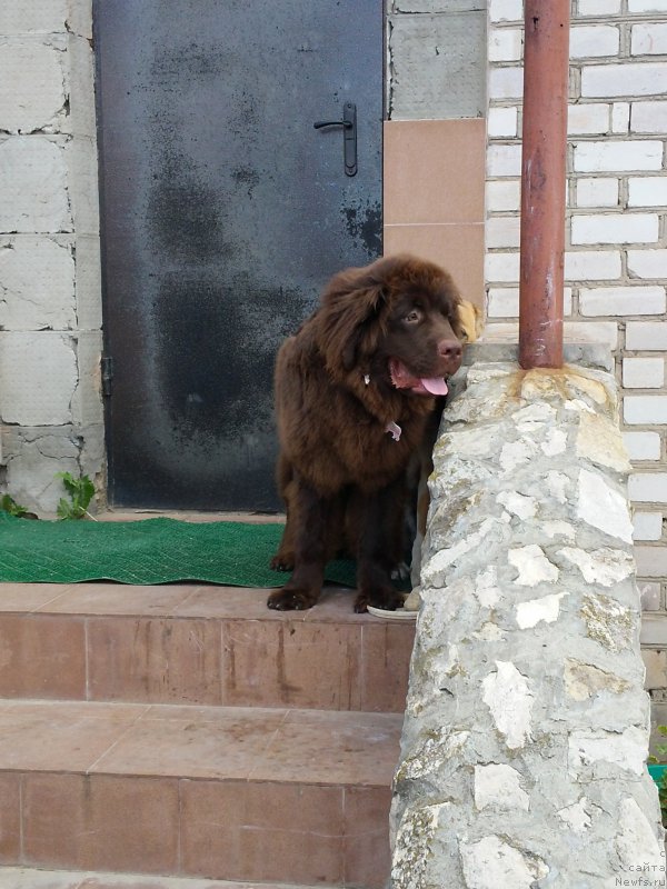 Фото: ньюфаундленд Vereskovyj Mjod s Berega Dona (Вересковый Мёд с Берега Дона)