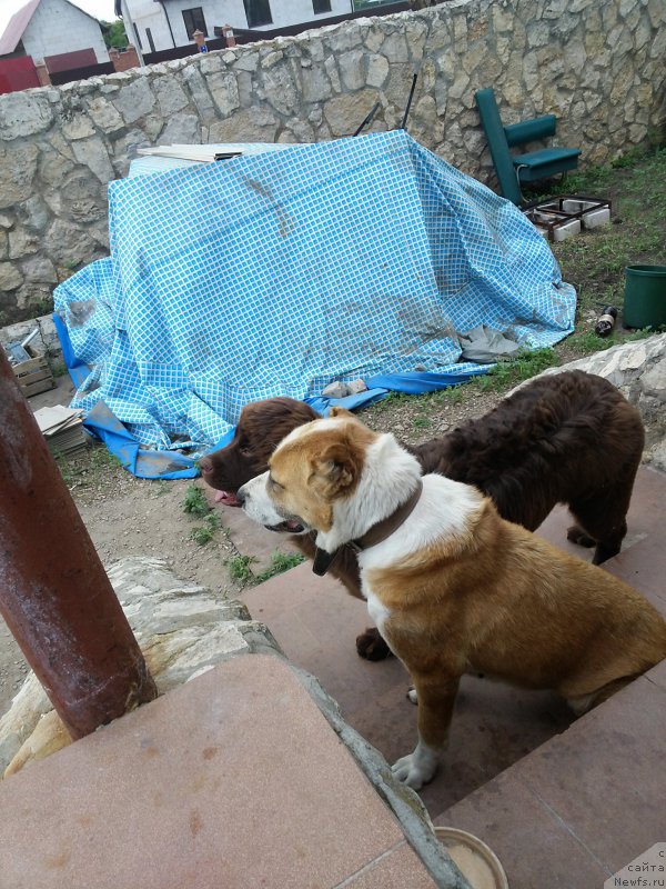 Фото: ньюфаундленд Vereskovyj Mjod s Berega Dona (Вересковый Мёд с Берега Дона)