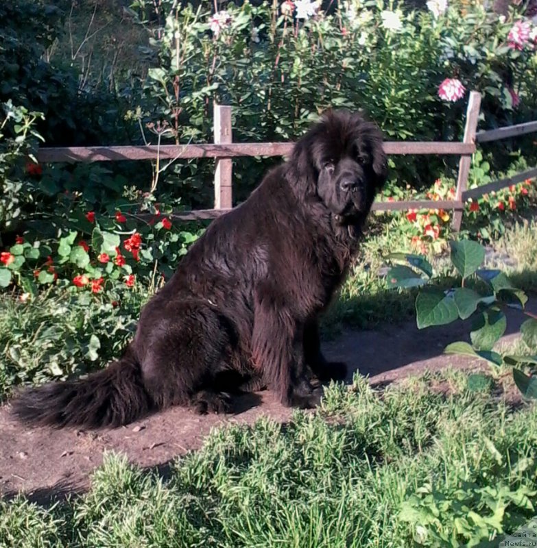 Фото: ньюфаундленд Fann'yuf Germiona Greysful (Фанньюф Гермиона Грейсфул)
