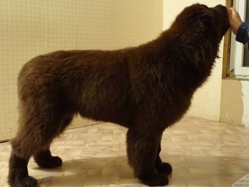 Фото: ньюфаундленд N'yufort Vivian (Ньюфорт Вивиан)