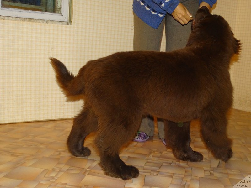 Фото: ньюфаундленд N'yufort Vivian (Ньюфорт Вивиан)