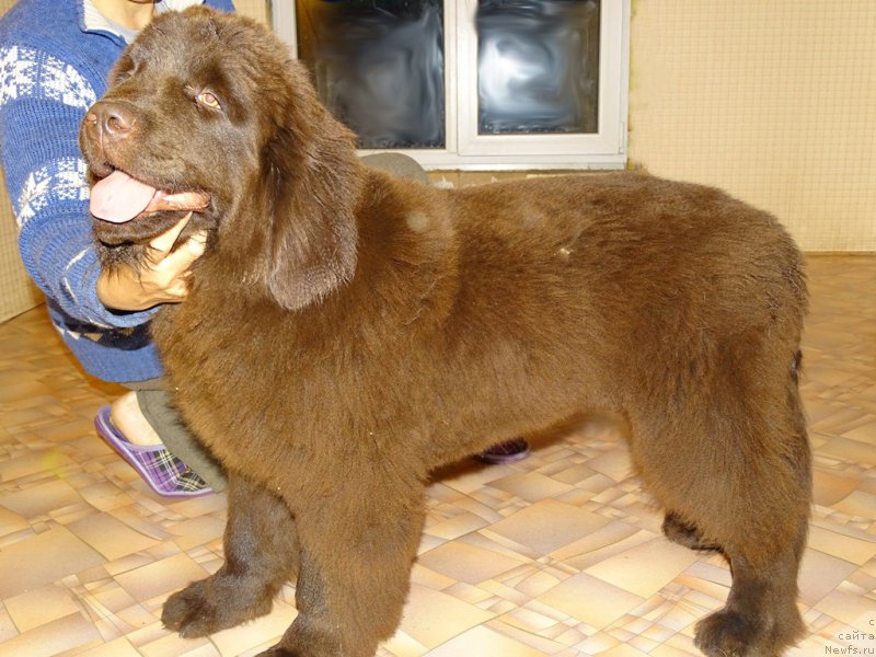 Фото: ньюфаундленд N'yufort Vivian (Ньюфорт Вивиан)