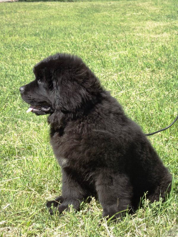 Фото: ньюфаундленд Velyke Malyatko Zholud' Nadij