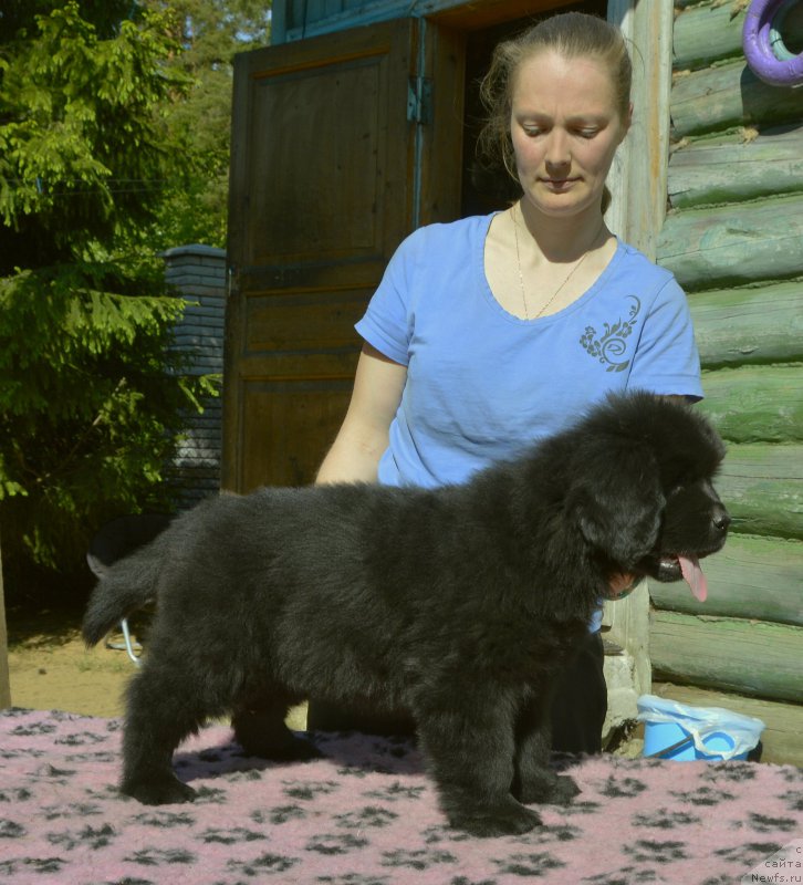 Фото: Smigar Jungfrau Juliana, 8 недель, щенок, ньюфаундленд Aquatoriya Kelvin Kadril (Акватория Келвин Кадриль), ньюфаундленд I Follow The Sun de L'Etoile de Cyrice