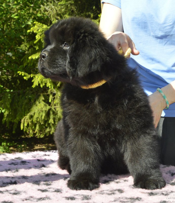 Фото: Smigar Jungfrau Juliana, 8 недель, щенок, ньюфаундленд Aquatoriya Kelvin Kadril (Акватория Келвин Кадриль), ньюфаундленд I Follow The Sun de L'Etoile de Cyrice