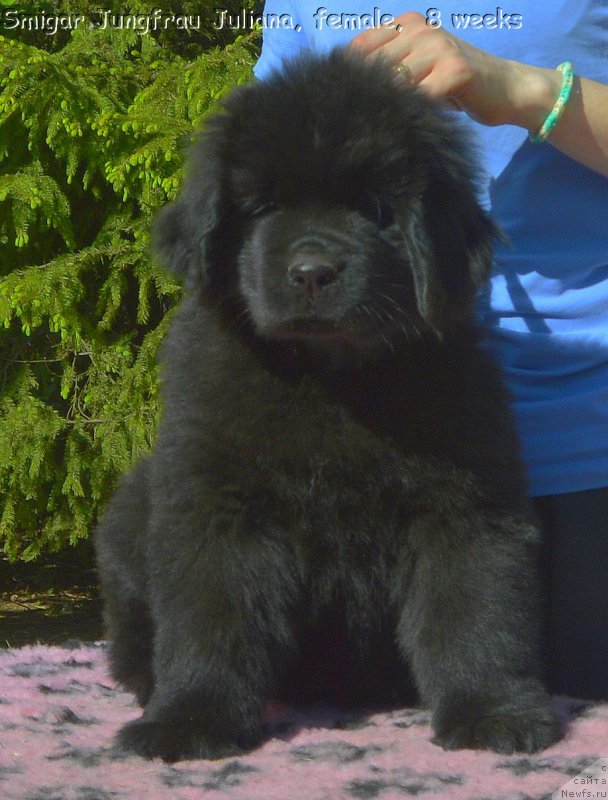 Фото: Smigar Jungfrau Juliana, 8 недель, щенок, ньюфаундленд Aquatoriya Kelvin Kadril (Акватория Келвин Кадриль), ньюфаундленд I Follow The Sun de L'Etoile de Cyrice