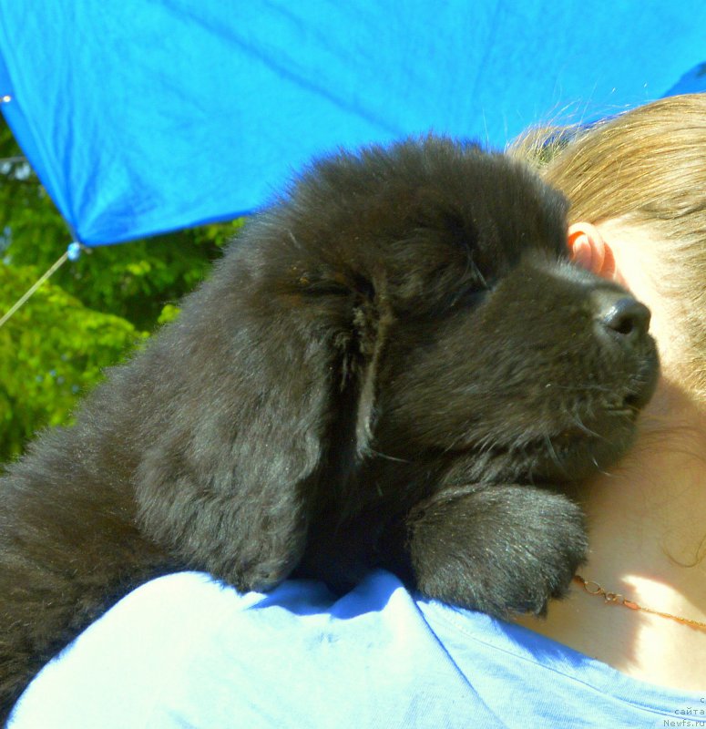 Фото: Smigar Jungfrau Juliana, 8 недель, щенок, ньюфаундленд Aquatoriya Kelvin Kadril (Акватория Келвин Кадриль), ньюфаундленд I Follow The Sun de L'Etoile de Cyrice