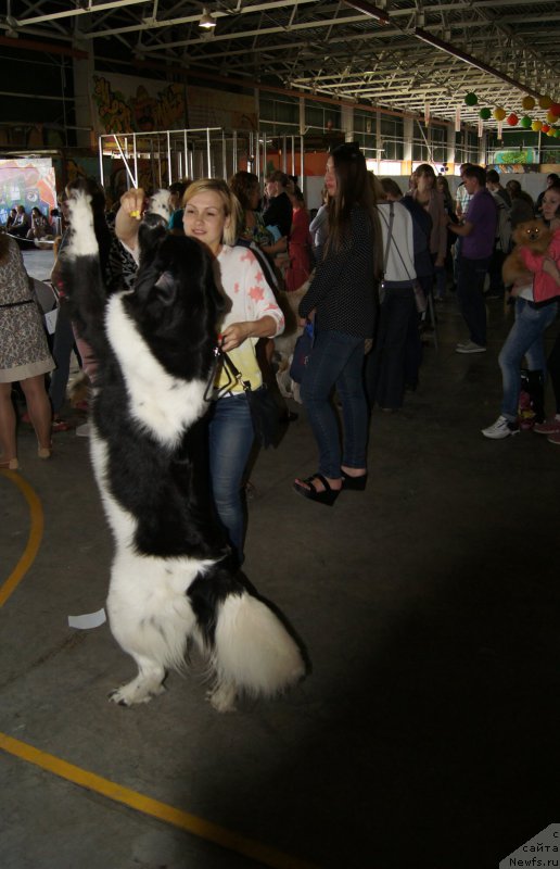 Фото: ньюфаундленд Sent Djons Intriga (Сент Джонс Интрига)