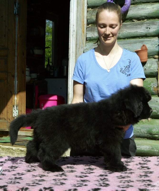 Фото: Смигар Юликс Солнечный щенок кобель от, ньюфаундленд Aquatoriya Kelvin Kadril (Акватория Келвин Кадриль), ньюфаундленд I Follow The Sun de L'Etoile de Cyrice