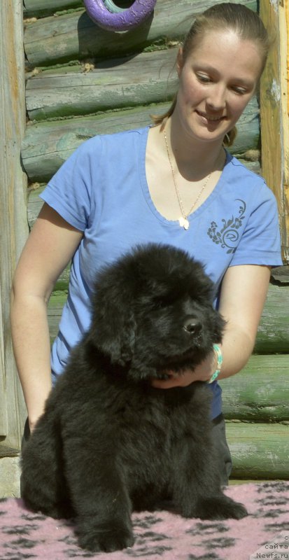 Фото: Смигар Юликс Солнечный щенок кобель от, ньюфаундленд Aquatoriya Kelvin Kadril (Акватория Келвин Кадриль), ньюфаундленд I Follow The Sun de L'Etoile de Cyrice