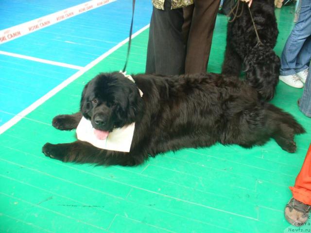 Фото: ньюфаундленд Potap Talisman (Потап Талисман)