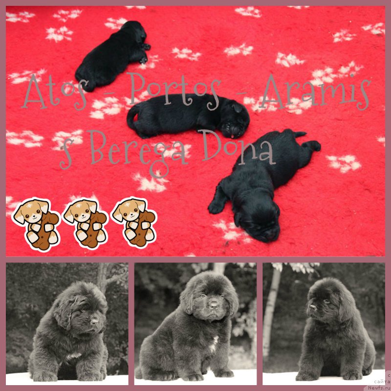 Фото: ньюфаундленд Aramis s Berega Dona (Арамис с Берега Дона), ньюфаундленд Atos s Berega Dona (Атос с Берега Дона), ньюфаундленд A'Portos s Berega Dona (А'Портос с Берега Дона)