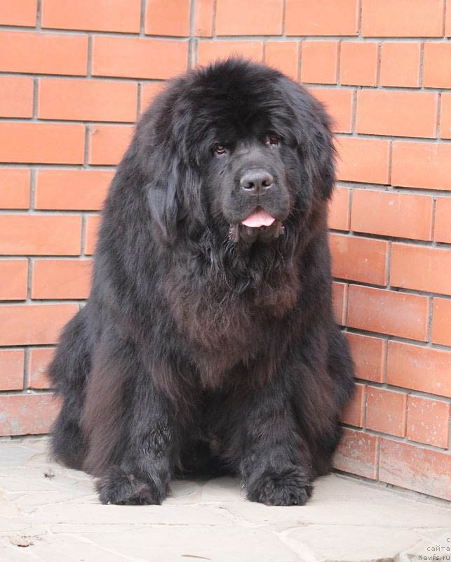 Фото: ньюфаундленд A'Portos s Berega Dona (А'Портос с Берега Дона)