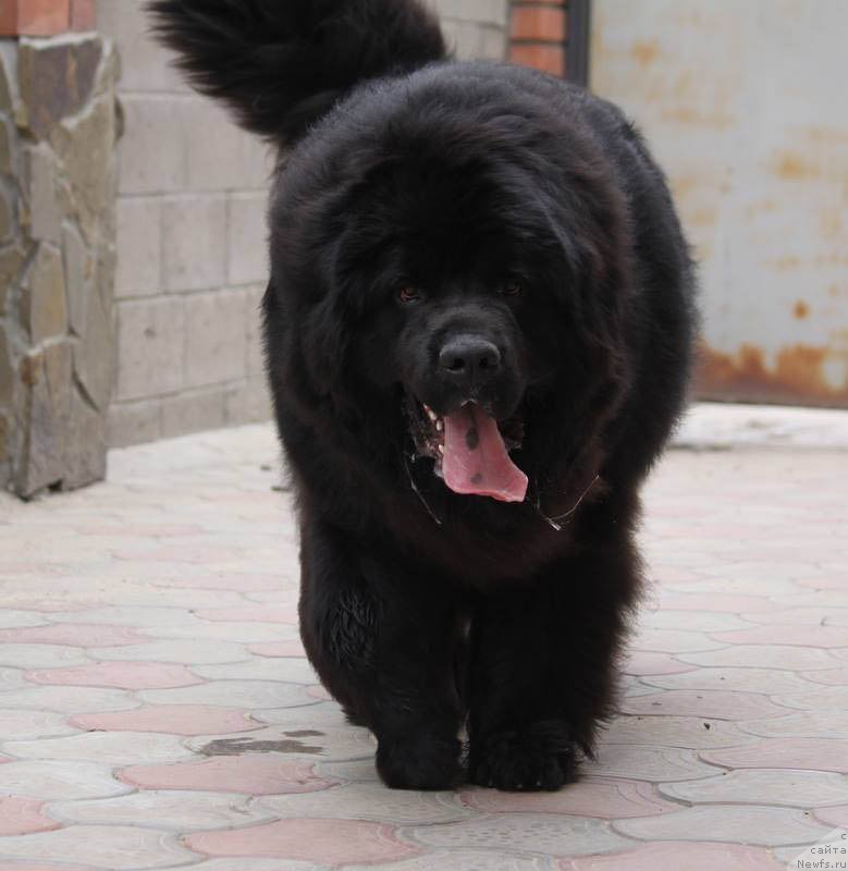 Фото: ньюфаундленд A'Portos s Berega Dona (А'Портос с Берега Дона)