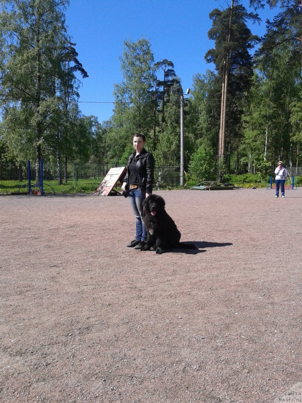 Фото: Elena YAryigina (Елена Ярыгина), ньюфаундленд Lankaster (Ланкастер)