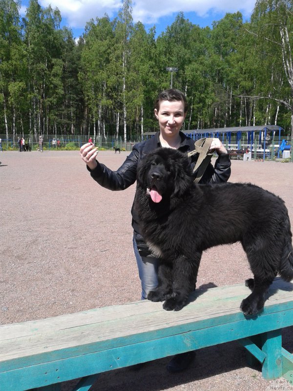 Фото: ньюфаундленд Lankaster (Ланкастер), Elena YAryigina (Елена Ярыгина)
