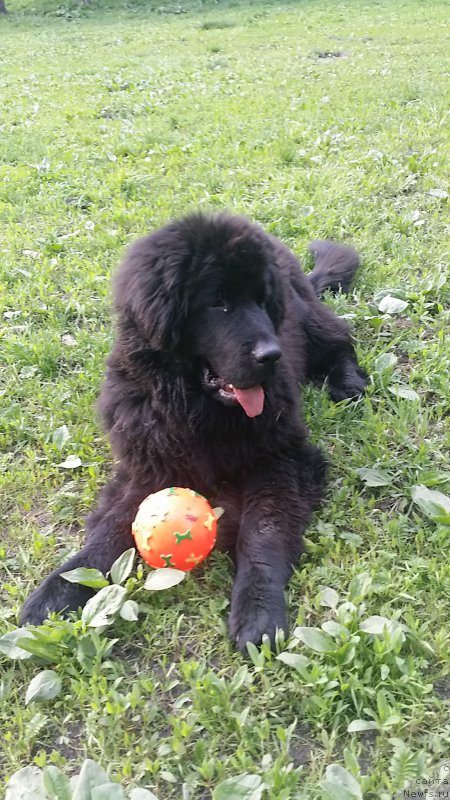 Фото: ньюфаундленд Lankaster (Ланкастер)