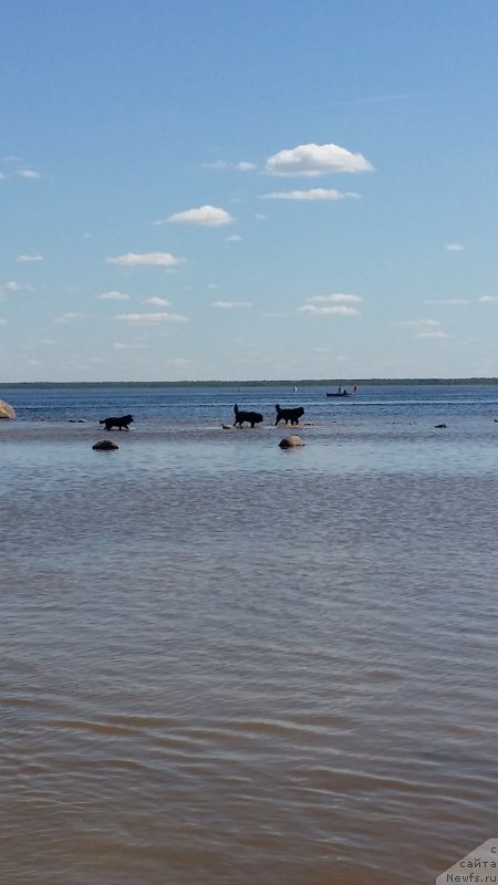 Фото: ньюфаундленд Lankaster (Ланкастер), ньюфаундленд Silver Pearls Ocean Of Faith (Силвер Пеарлс Осеан Оф Фаитх), ньюфаундленд Emir Eldorado is Antagrada (Эмир Эльдорадо из Антаграда)