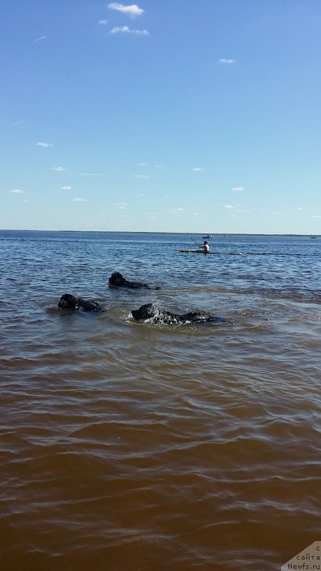 Фото: ньюфаундленд Lankaster (Ланкастер), ньюфаундленд Emir Eldorado is Antagrada (Эмир Эльдорадо из Антаграда), ньюфаундленд Silver Pearls Ocean Of Faith (Силвер Пеарлс Осеан Оф Фаитх)