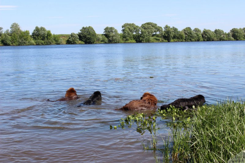 Фото: ньюфаундленд Charli The Best Helfi Pel (Чарли Де Бест Хелфи Пэл), ньюфаундленд Mercedes Vialiki Miadzvedz (Мерседес Вялiкi Мядзведзь), ньюфаундленд Charmer Denkam Bronze (Чармер Денкам Бронз), ньюфаундленд Brownblood MSK Harricane Higgins (Браунблад МСК Харрикейн Хиггенс)