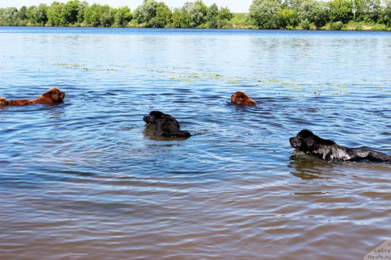 Фото: ньюфаундленд Charmer Denkam Bronze (Чармер Денкам Бронз), ньюфаундленд Brownblood MSK Harricane Higgins (Браунблад МСК Харрикейн Хиггенс), ньюфаундленд Charmer Denkam Bronze (Чармер Денкам Бронз), ньюфаундленд Mercedes Vialiki Miadzvedz (Мерседес Вялiкi Мядзведзь)