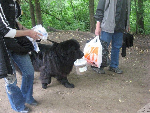 Фото: ньюфаундленд CHansi iz Zolotogo Treugol'nika (Чанси из Золотого Треугольника)