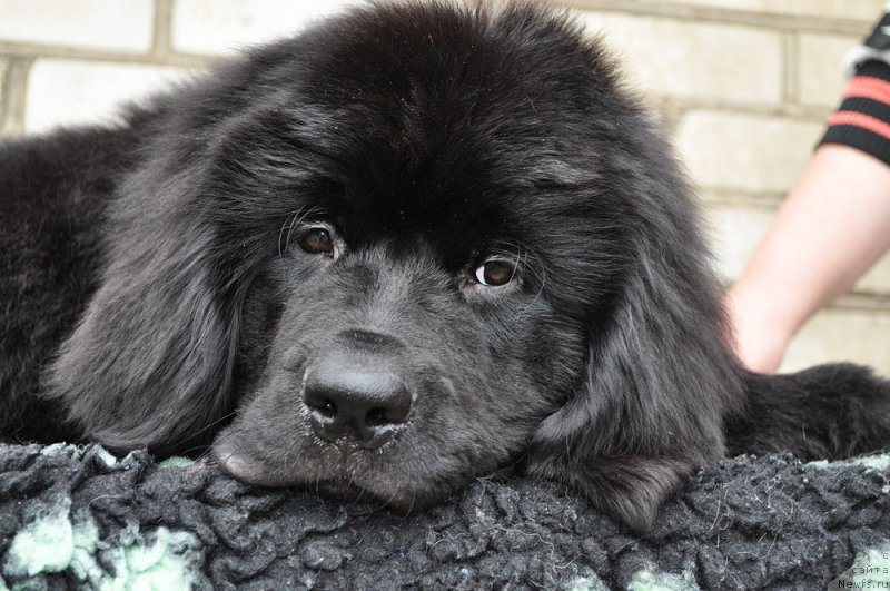 Фото: ньюфаундленд Beguschaya po Volnam Vesper (Бегущая по Волнам Веспер)