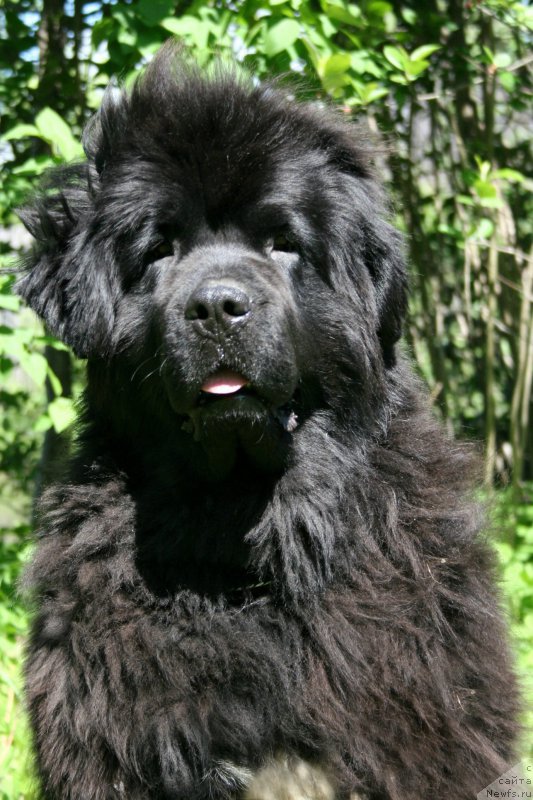 Фото: ньюфаундленд Beguschaya po Volnam Royal Flash (Бегущая по Волнам Роуал Флаш)