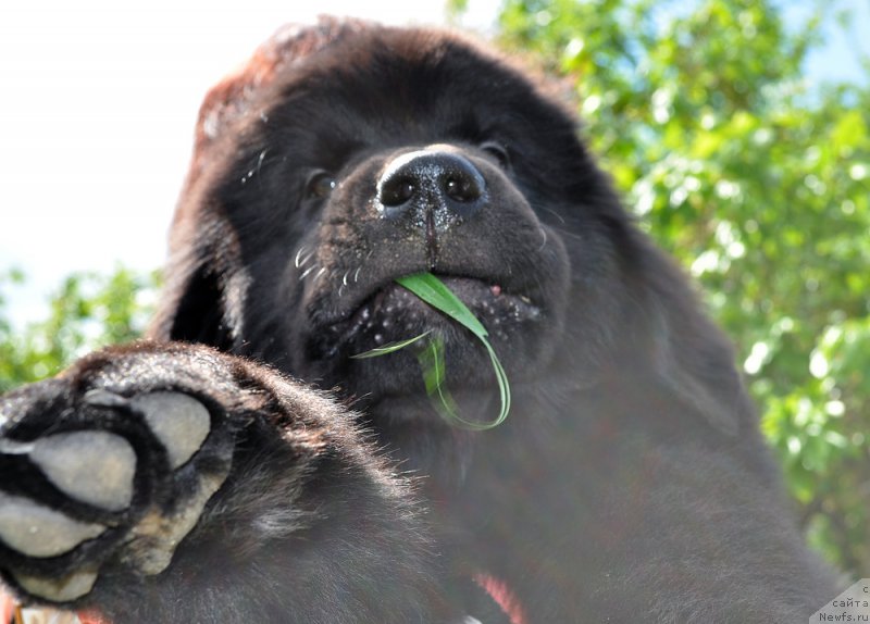 Фото: ньюфаундленд Beguschaya po Volnam Vintaje (Бегущая по Волнам Винтаже)