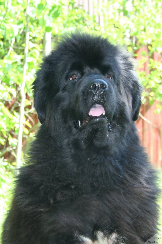 Фотография № 183749