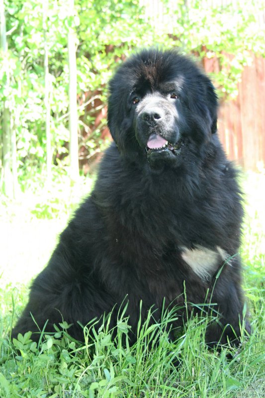 Фото: ньюфаундленд Beguschaya po Volnam Royal Flash (Бегущая по Волнам Роуал Флаш)