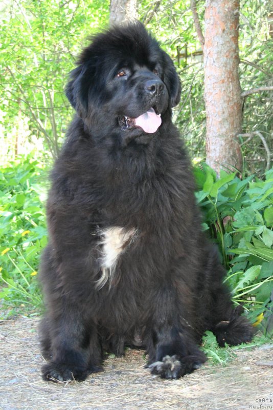 Фото: ньюфаундленд Beguschaya po Volnam Royal Flash (Бегущая по Волнам Роуал Флаш)